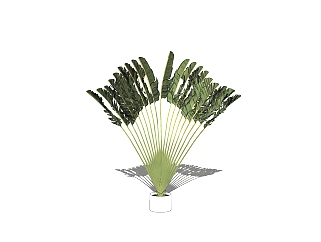 <em>棕榈树</em>植物盆栽sketchup模型下载，植物盆栽草图大师...