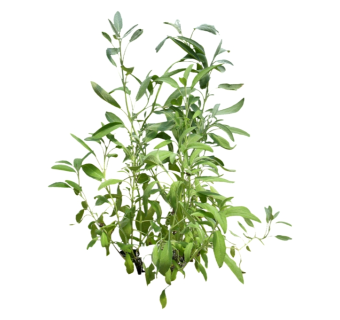 舞草su模型免费下载，草图大师植物舞草模型分享