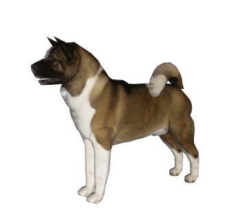 现代美系秋田犬su模型，动物草图大师模型下载