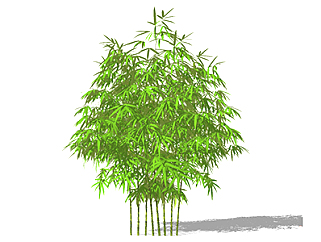 淡<em>竹</em>植物su模型，<em>景观</em>绿植草图大师模型下载
