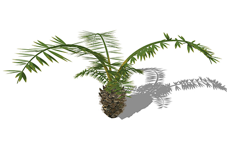 棕榈花草su素材，景观绿植草图大师模型下载