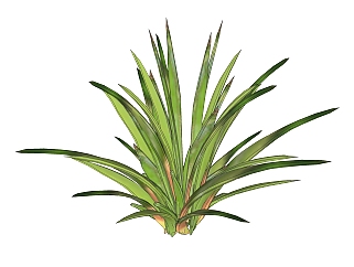 龙舌兰绿植sketchup模型，室内观叶植物skp文件下载