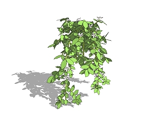 风车茉莉藤蔓植物sketchup模型免费下载，藤蔓风车茉莉...