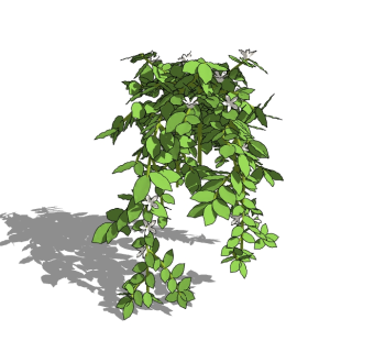 风车茉莉藤蔓植物sketchup模型免费下载，藤蔓风车茉莉skb模型分享