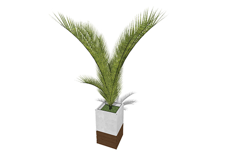 散尾葵盆栽su素材，景观绿植草图大师模型下载