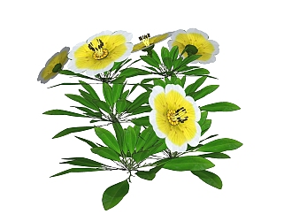 鸡蛋<em>花</em>绿植sketchup模型，现代花卉植物skp文件下载