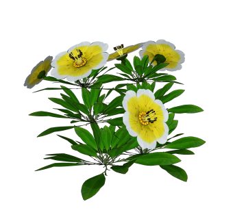 鸡蛋花绿植sketchup模型，现代花卉植物skp文件下载