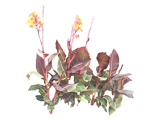 现代植物紫叶美人蕉su模型下载，紫叶美人蕉sketchup模型分享