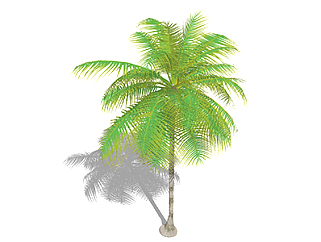 棕榈树乔木sketchup素材，景观绿植草图大师模型下载