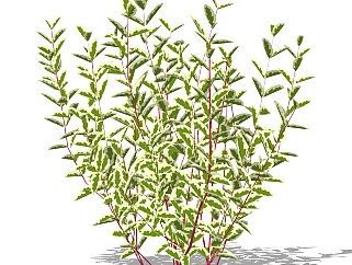 <em>红</em>端木灌木丛su模型，常绿灌木草图大师模型下载