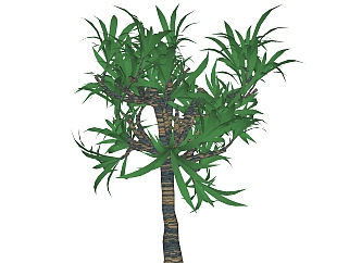 巴西<em>铁</em>绿植sketchup模型，室内观叶植物skp文件下载