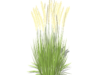 小麦绿植sketchup模型，现代<em>观</em>花植物skp文件下载