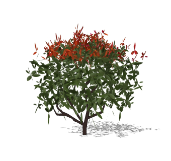 红叶石楠灌木球sketchup模型下载，灌木地被草图大师模型