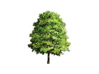 白蜡树景观树免费su模型下载、景观树草图大师模型下载