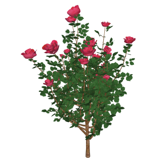 月季花绿植sketchup模型，现代观花植物skp文件下载
