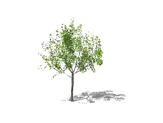 榉树<em>景观</em>树skp文件下载，<em>植物</em>榉树<em>草图大师模型</em>