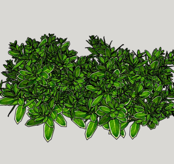 现代植物金边黄杨灌木草图大师模型，灌木地被skp文件下载