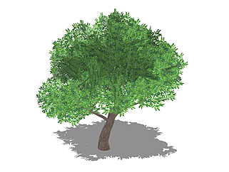 重阳木乔木su素材，景观绿植草图大师模型下载