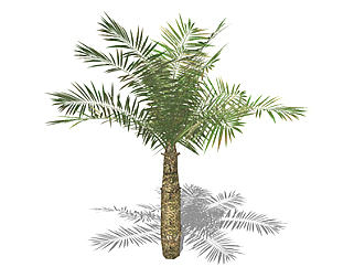 棕榈树乔木<em>sketchup素材</em>，景观绿植草图大师模型下载