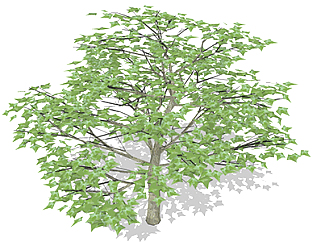 枫香乔木sketchup素材，景观绿植草图大师模型下载