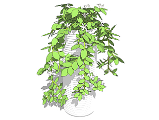 威灵仙盆栽sketchup模型，<em>手绘</em>绿植草图大师模型下载
