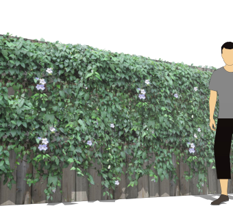 围栏山牵牛sketchup文件，园艺藤蔓草图大师模型下载