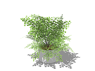 <em>铁线蕨</em>灌木su素材，景观绿植草图大师模型下载