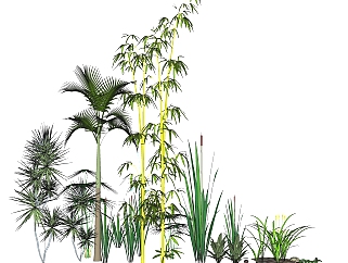 <em>蜡烛</em>草绿植sketchup模型，菖蒲观叶植物skp文件下载