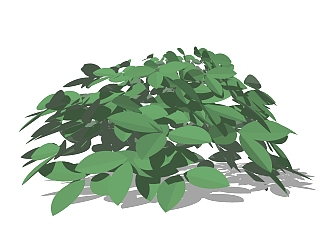 大叶黄杨灌木丛su模型，常绿灌木草图大师模型下载