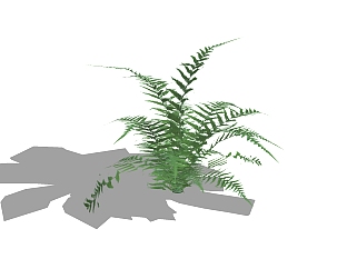蕨地<em>被</em>植物skp模型分享，植物草图大师模型