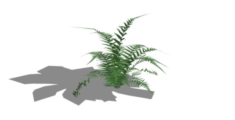 蕨地被植物skp模型分享，植物草图大师模型
