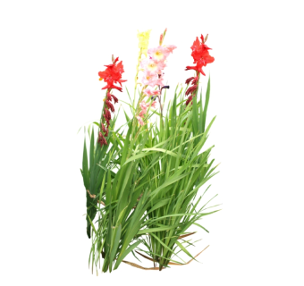唐菖蒲su模型免费下载，草图大师植物草模型分享