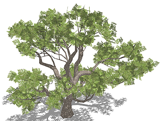 黄杨灌木su素材，景观绿植草图大师模型下载