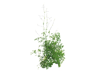 铁线蕨植物<em>草</em>su模型下载，草图大师植物铁线蕨模型分享