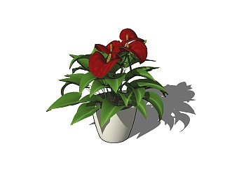 红掌植物盆栽su模型下载，红掌盆栽草图大师模型
