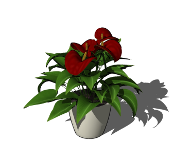 红掌植物盆栽su模型下载，红掌盆栽草图大师模型