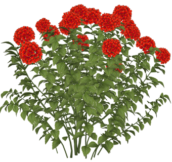 马缨丹绿植sketchup模型，现代观花植物skp文件下载