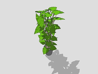 盆栽龟背竹的草图模型，<em>室内</em>植物草图大师模型下载