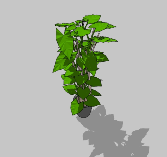 盆栽龟背竹的草图模型，室内植物草图大师模型下载