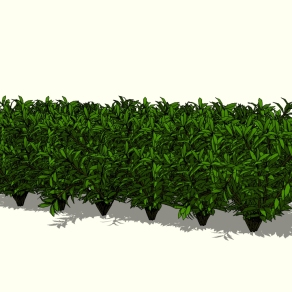 南天竹植物灌木草图大师模型，植物sketchup模型