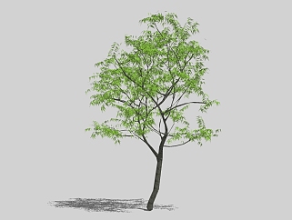 黄连<em>木景观</em>树草图大师模型，<em>景观</em>树sketchup模型
