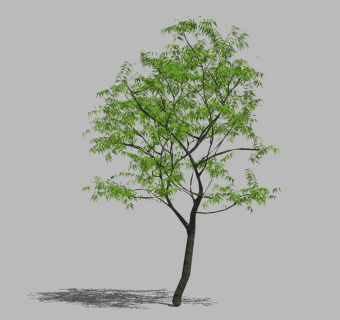 黄连木景观树草图大师模型，景观树sketchup模型