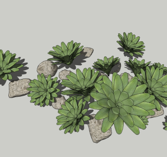 观音莲地被植物组合草图大师模型，观音莲多肉sketchup模型