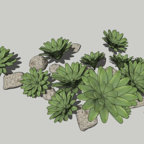 观音莲地被植物组合草图大师模型，观音莲多肉sketchup模型