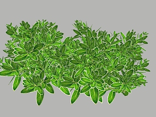 白马骨植物<em>灌木</em>草图大师模型，植物sketchup模型