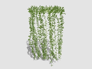 迎春<em>花植物</em>藤蔓草图大师模型，<em>植物</em>sketchup模型