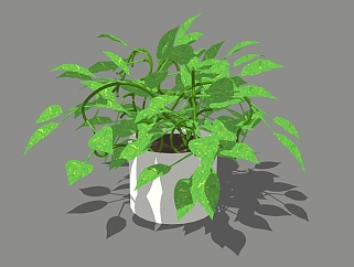 绿萝<em>植物</em>盆栽草图大师模型，盆栽绿萝sketchup模型