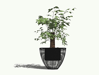 幸福树<em>植物</em>盆栽草图大师模型，盆栽幸福树sketchup模型