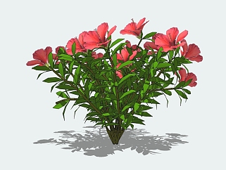 朱槿植物<em>花卉</em>草图大师模型，植物sketchup模型