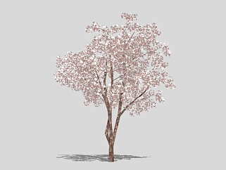 <em>东京</em>樱花景观树草图大师模型，景观树sketchup模型
